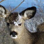 Society seeks revocation of Elkford cull permit