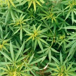 Are we marching dangerously over a marijuana cliff?