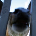 Partnership needed to explore all options with nuisance deer