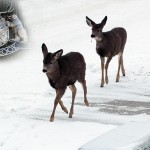 City to conduct another urban deer survey