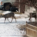City to ask residents about urban deer in new survey