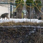 City pleased with early response to urban deer survey