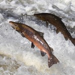 Ktunaxa and B.C. agree to seek renewal of Columbia River Treaty
