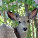 One week left to complete Urban Deer Resident Survey