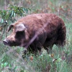 Province takes aim at feral pigs