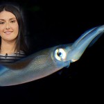The new squid on the block