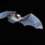 Citizen scientists asked to help increase knowledge of bats