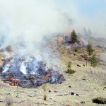 Brewery burn stirred up new brush for sheep, elk
