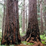 Adventure and enlightenment with the Rocky Mountain Naturalists