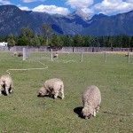 Stand up for B.C. farmland, farmers and food security