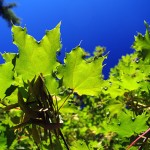 Climate funds for EK communities