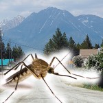 Mosquitoes to be discussed at community meeting