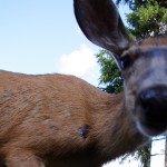 Council approves another deer cull