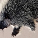 Porcupine legs