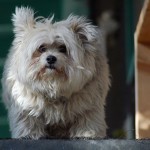 City asks; please license your dogs