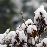Cold snap alert for East Kootenay