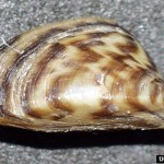 Inaction on zebra mussels will result in massive losses