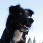 Dogs running at large complaints rising