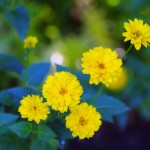 Obituary for Irene Ella Juravel