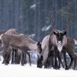 Wolf cull needed to buy time for caribou recovery