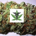 Medical marijuana facility proposed for city
