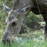 Moose Winter Tick Surveillance Program needs help
