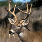 Vampire deer terrifies region