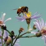 What’s the buzz in bee biology?