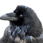 Common Raven