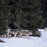 Great to see wolves returning