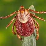 Early spring weather brings out ticks