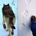 Wolf tracks