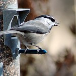Clean bird feeders help keep populations healthy