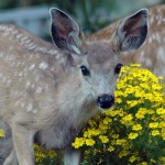 Report all acts of aggression by deer, city asks