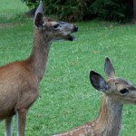 Residents asked to stop feeding deer
