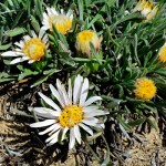 What’s Up – Easter Daisy