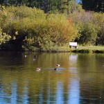 Idlewild Lake draw down begins Wednesday