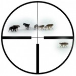 11 wolves killed in South Selkirks