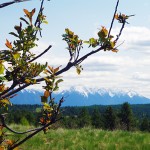 April in the East Kootenay