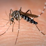 Mosquito control underway