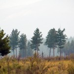 Prescribed burn aided in fire containment