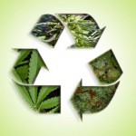 Another medical marijuana dispensary interested