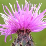 Public encouraged to battle invasive plants