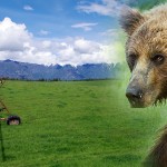 Local man injured in grizzly attack