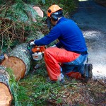 Free permits ensure firewood cut legally