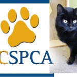 Cat found injured, bleeding at dump