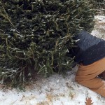 Christmas tree cutting permits now available