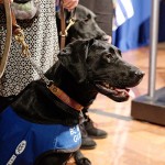 Guide Dog and Service Dog Act strengthened