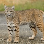 Wanted: bobcat and lynx photos