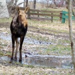 Moose Winter Tick Survey needs your help